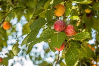 Ağaçların tepesinde olgun, yabani erikler, ağaçların dallarında yeşil yapraklarla kaplı yabani eriklerin meyveleri..