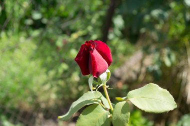 A beautiful bud of a red rose that blooms in green leaves, a plant growing in a garden in the sunlight, a photograph of nature.