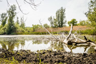 Novi Sad kenti yakınlarındaki sulak arazi manzarası.
