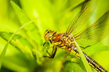 Açıklıktaki yeşil çimlerin arasında bir yusufçuk, yaklaş. Yılın yaz döneminde Tuna nehri boyunca güneşle aydınlatılan yeşil orman..
