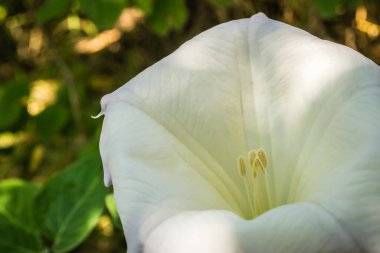 Datura bitkisinin güzel çan şeklinde beyaz çiçeği - Latince adı, Datura stramonyumu.