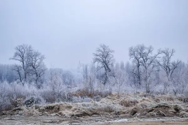 Novi Sad yakınlarındaki Tuna Nehri 'nin donmuş kollarının panoraması.