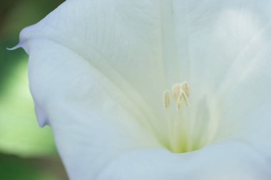Datura bitkisinin güzel çan şeklinde beyaz çiçeği - Latince adı, Datura stramonyumu.