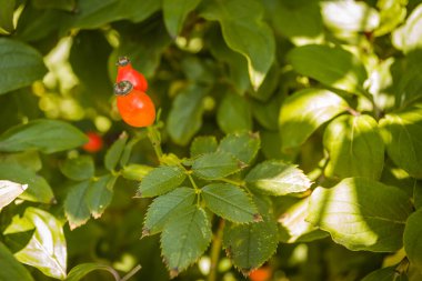 Olgunlaşmış Köpek Rosa Canina kırmızı böğürtlenlerine yakın çekim. Kırmızı güllük gülistanlık. Vahşi Olgun Briar dalda. Bitki ilaçları için bitkiler hasat ediliyor.