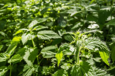 Young nettle plant in the shade of the forest. Blooming green apothec Nettle plant.