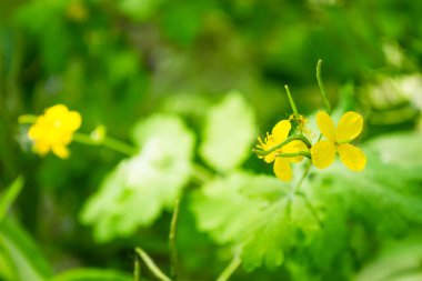 Marsh Marigold Caltha palustris flowers