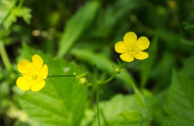 Marsh Marigold Caltha palustris flowers