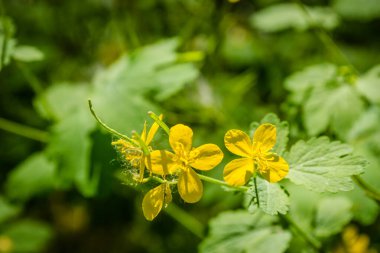 Marsh Marigold Caltha palustris flowers