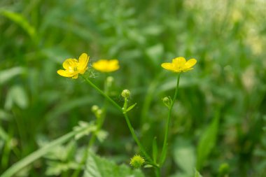 Marsh Marigold Caltha palustris flowers