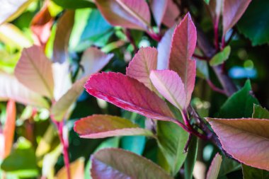 Yapraklar bakımlı ve güzelce döşenmiş çitler - Fotoğraf Kırmızı Robin.