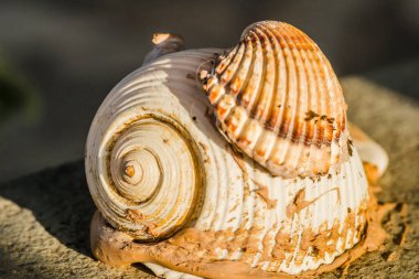 Yunanistan 'ın Leptokarya kentindeki duvara yapıştırılmış büyük beyaz deniz kabukları.