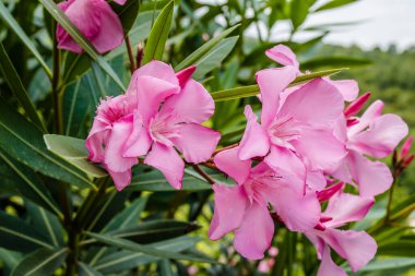 Pembe Neryum. Narin pembe zakkum çiçekleri, yazın Yunan sokaklarında.