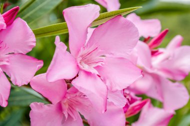 Pembe Neryum. Narin pembe zakkum çiçekleri, yazın Yunan sokaklarında.