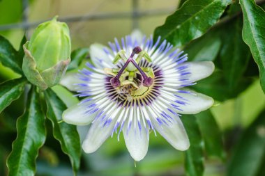 Güzel Akdeniz bitkileri Passiflora. Leptokarya, Yunanistan.