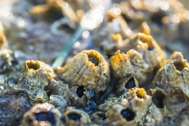 Leoptokary kıyısındaki kayalara yapıştırılmış deniz kabukları. Yunanistan 'ın Leptokarya plajındaki taş.