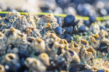 Leoptokary kıyısındaki kayalara yapıştırılmış deniz kabukları. Yunanistan 'ın Leptokarya plajındaki taş.