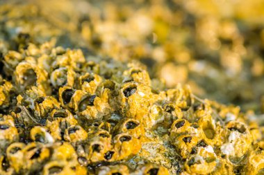 Leoptokary kıyısındaki kayalara yapıştırılmış deniz kabukları. Yunanistan 'ın Leptokarya plajındaki taş.