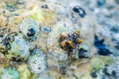 Leoptokary kıyısındaki kayalara yapıştırılmış deniz kabukları. Yunanistan 'ın Leptokarya plajındaki taş.
