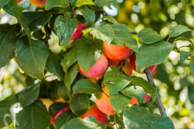 Ağaçların dallarında yeşil yapraklarla süslenmiş meyveler....