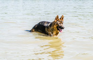 Tuna 'da kumlu bir kumsalda bir Alman çoban köpeği portresi..