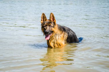 Tuna 'da kumlu bir kumsalda bir Alman çoban köpeği portresi..