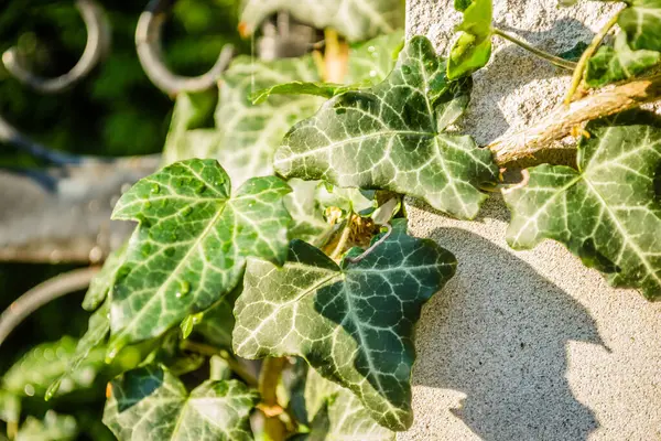 stock image Wild ivy on a metal decorative fence sprinkled with morning dew.