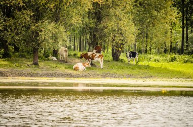 Novi Sad 'dan çok uzak olmayan sarı nilüfer çiçekleriyle kaplı bir göletin kıyısındaki küçük bir inek sürüsü..