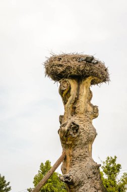 Yerleşim yerinin dışındaki ağacın tepesine bağlanmış bir leylek yuvası..