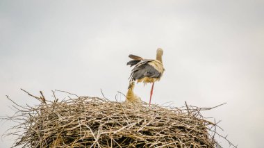 Kalabalık bir bölgede, elektrik direğindeki bir yuvada yaşayan vahşi bir leylek ailesi..