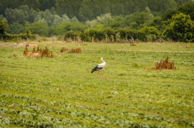 Beyaz Leylek kuşu ormanın önündeki açıklıkta yürüyor..