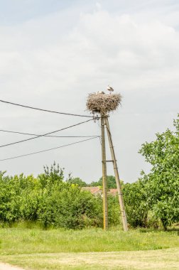 Kalabalık bir bölgede, elektrik direğindeki bir yuvada yaşayan vahşi bir leylek ailesi..