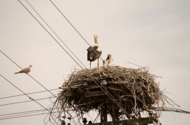 Kalabalık bir bölgede, elektrik direğindeki bir yuvada yaşayan vahşi bir leylek ailesi..