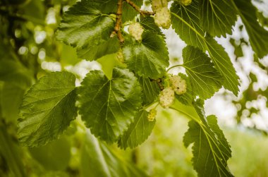 Bahar üzerinde şube olgun beyaz dut meyve ve yeşil yapraklar.