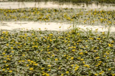 Yazın bataklıkta genç sarı zambaklar..