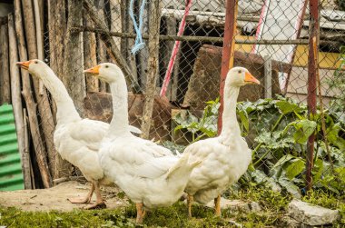 Çiftlikteki yerli beyaz kazlar.