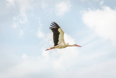 Beyaz leylekler yerleşim yerinin üstünde uçuyor..