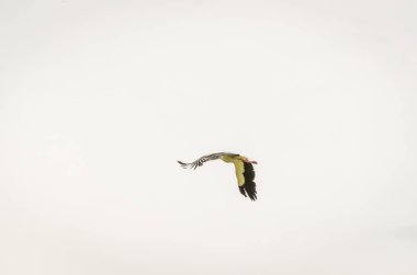 Beyaz leylekler yerleşim yerinin üstünde uçuyor..