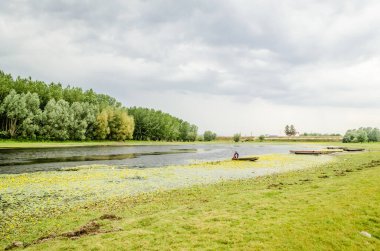 Yeşil orman ve göletin yaz manzarası Kovilj yakınlarında, Novi Sad yakınlarında sarı zambaklardan oluşan sarı çiçeklerle kaplıydı..