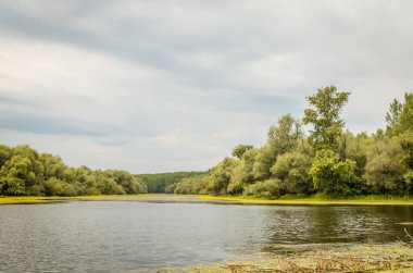 Yeşil orman ve göletin yaz manzarası Kovilj yakınlarında, Novi Sad yakınlarında sarı zambaklardan oluşan sarı çiçeklerle kaplıydı..