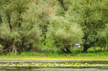 Yeşil orman ve göletin yaz manzarası Kovilj yakınlarında, Novi Sad yakınlarında sarı zambaklardan oluşan sarı çiçeklerle kaplıydı..