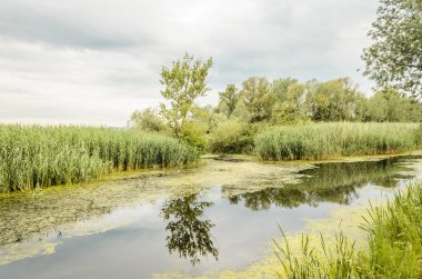 Yeşil orman ve göletin yaz manzarası Kovilj yakınlarında, Novi Sad yakınlarında sarı zambaklardan oluşan sarı çiçeklerle kaplıydı..