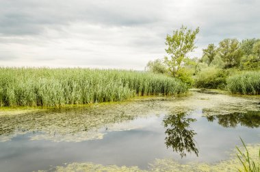 Yeşil orman ve göletin yaz manzarası Kovilj yakınlarında, Novi Sad yakınlarında sarı zambaklardan oluşan sarı çiçeklerle kaplıydı..