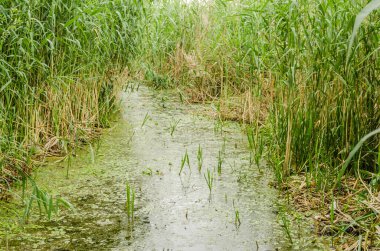 Yeşil orman ve göletin yaz manzarası Kovilj yakınlarında, Novi Sad yakınlarında sarı zambaklardan oluşan sarı çiçeklerle kaplıydı..