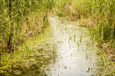 Yeşil orman ve göletin yaz manzarası Kovilj yakınlarında, Novi Sad yakınlarında sarı zambaklardan oluşan sarı çiçeklerle kaplıydı..
