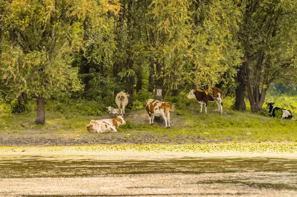Novi Sad 'dan çok uzak olmayan sarı nilüfer çiçekleriyle kaplı bir göletin kıyısındaki küçük bir inek sürüsü..