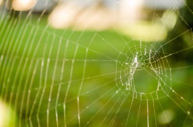 Yeşil çimenlik bir arka planda örümcek ağı.