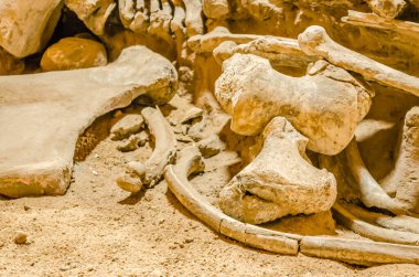 Golubac, Sırbistan - 22 Nisan 2017: sergi-mamut kemiği
