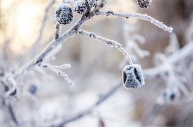 Prunus spinosa 'nın buzla kaplı meyveleri. Prunus spinosa 'nın buzla kaplı ve donmuş yeşil meyveleri.