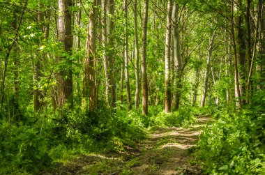 Yılın yaz döneminde Tuna nehri boyunca güneşle aydınlatılan yeşil orman..