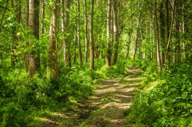 Yılın yaz döneminde Tuna nehri boyunca güneşle aydınlatılan yeşil orman..